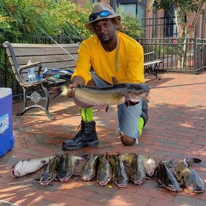 Meet your Posher, Albert